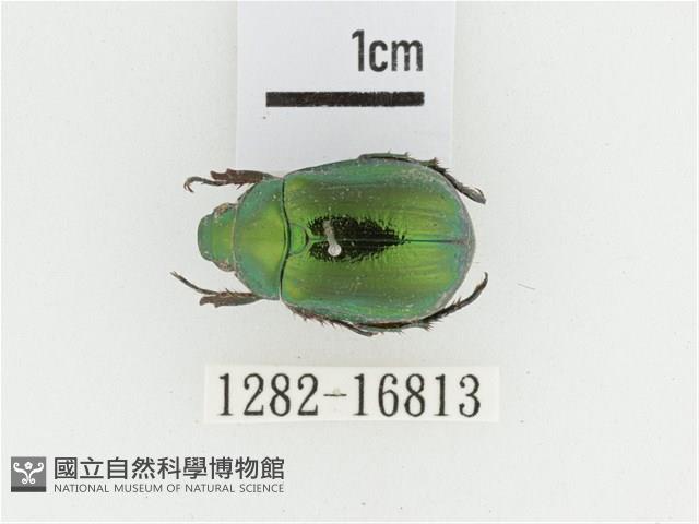 艷金龜藏品圖，第1張