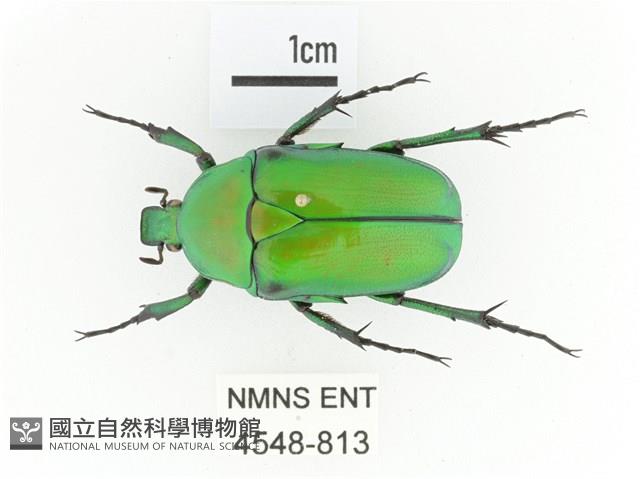 金艷騷金龜藏品圖，第1張