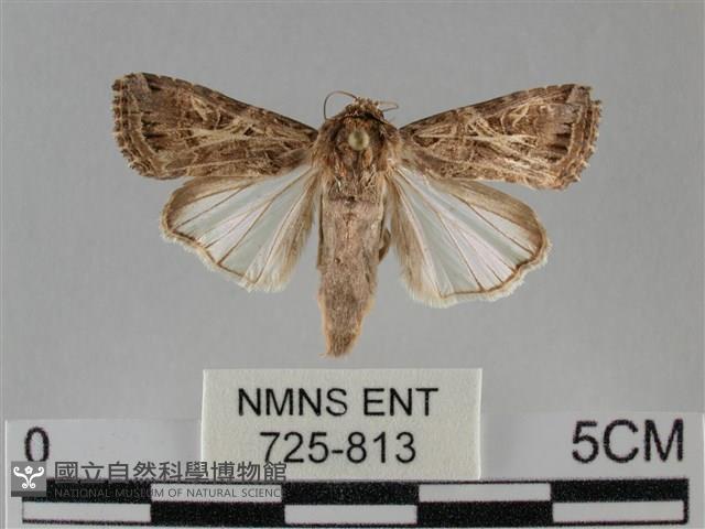 斜紋夜盜蛾藏品圖，第1張