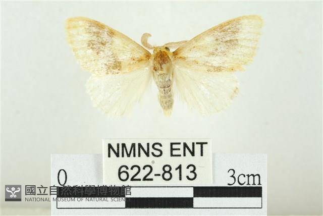 寬紋黃毒蛾藏品圖，第1張