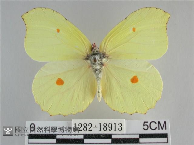 臺灣鉤粉蝶藏品圖，第1張