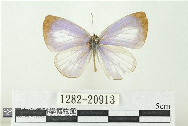 白斑嫵琉灰蝶藏品圖，第1張