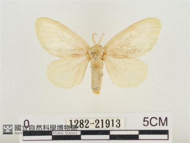 榕透翅毒蛾藏品圖，第1張