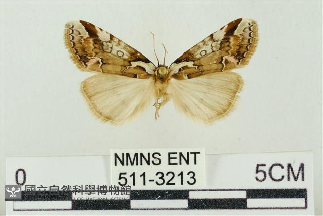 臺美波紋蛾藏品圖，第1張