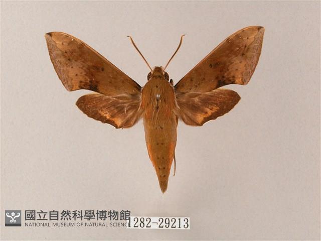 臺灣白肩天蛾藏品圖，第1張