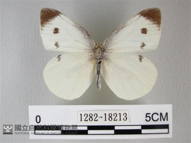 白粉蝶、紋白蝶藏品圖，第1張