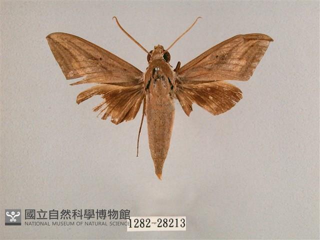 直翅斜紋天蛾藏品圖，第1張