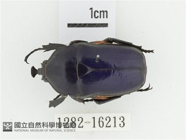 臺灣扇角金龜藏品圖，第1張