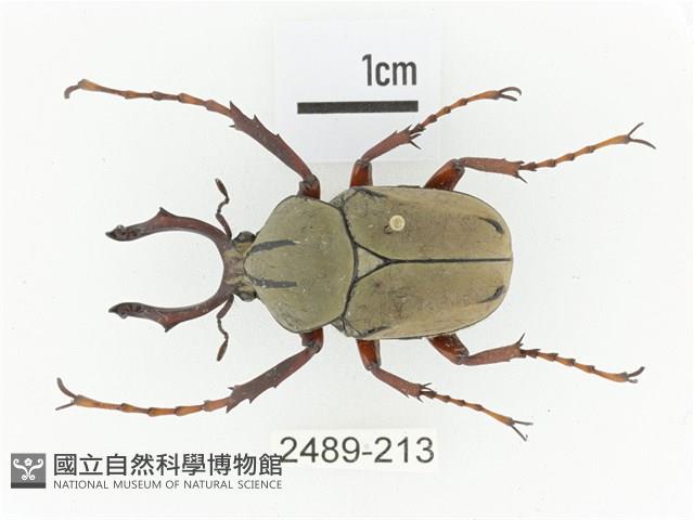 臺灣角金龜藏品圖，第1張