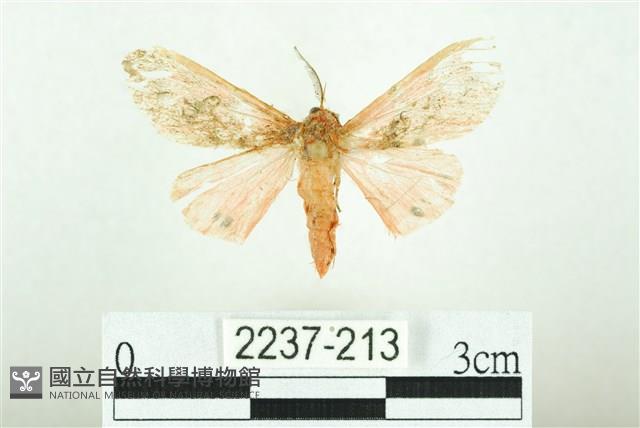 三條橙燈蛾藏品圖，第1張