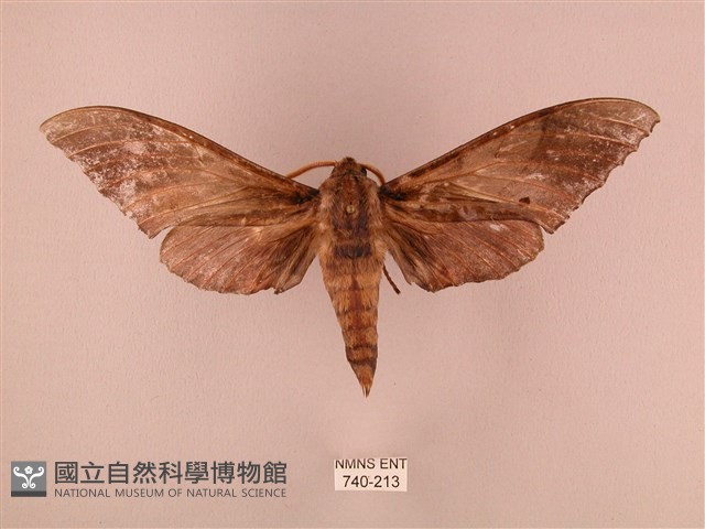 栗六點天蛾藏品圖，第1張
