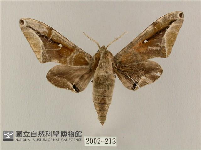 白點天蛾 藏品圖，第1張