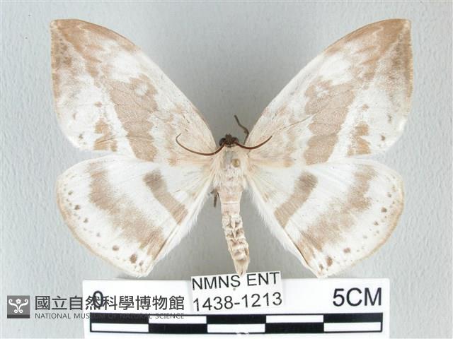 圓翅大鉤蛾藏品圖，第1張