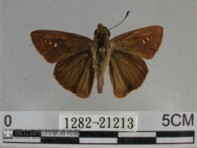 尖翅褐弄蝶藏品圖，第1張