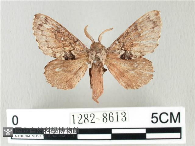 銀肩枯葉蛾藏品圖，第1張
