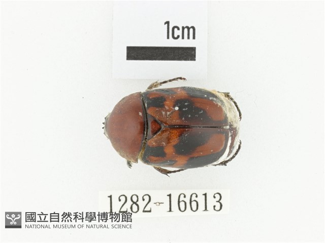 斑翅四齒金龜藏品圖，第1張