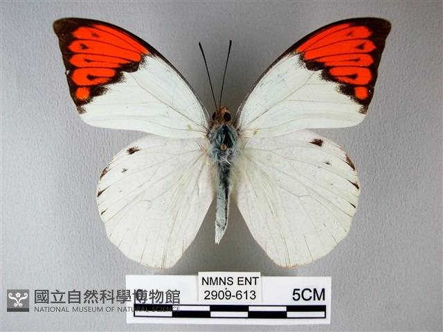 橙端粉蝶、端紅蝶藏品圖，第1張