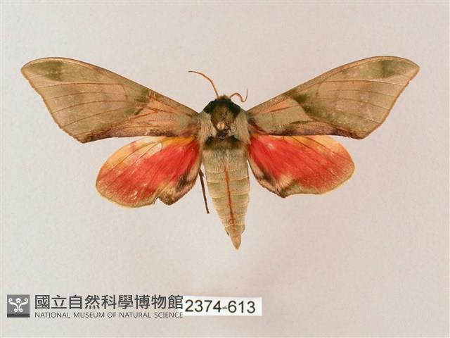 榆綠天蛾藏品圖，第1張