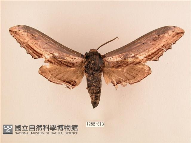 臺灣鋸翅天蛾藏品圖，第1張