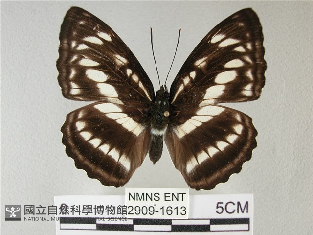 異紋帶蛺蝶藏品圖，第1張