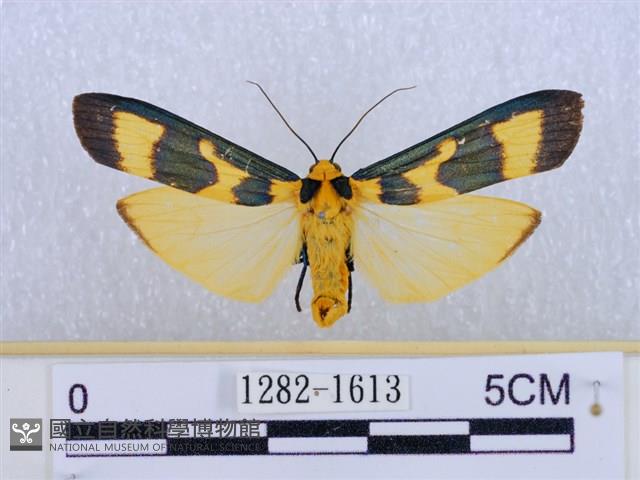 閃光苔蛾藏品圖，第1張