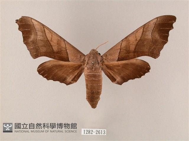 齒翅三線天蛾藏品圖，第1張