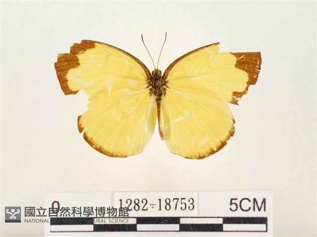淡色黃蝶藏品圖，第1張