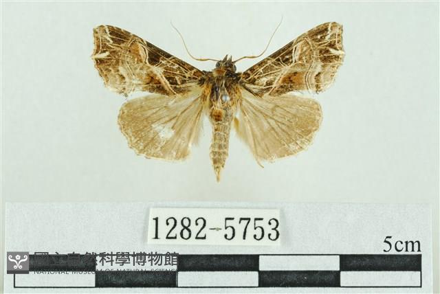 粉紅帶散紋夜蛾藏品圖，第1張