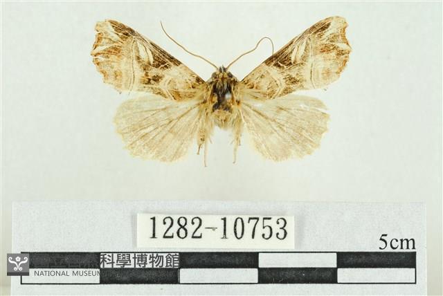 紅暈散紋夜蛾藏品圖，第1張