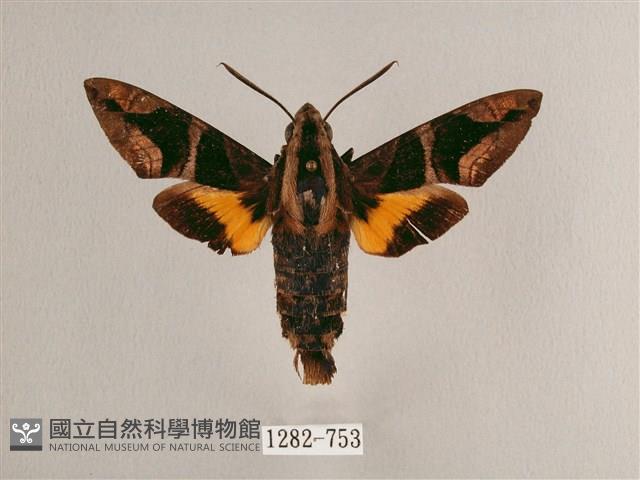 背帶長喙天蛾藏品圖，第1張