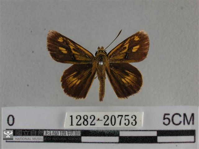 黃星弄蝶藏品圖，第1張