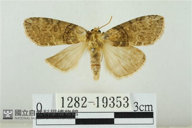 藹環波紋蛾藏品圖，第1張