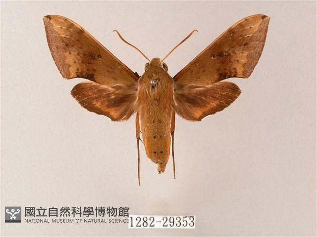 臺灣白肩天蛾藏品圖，第1張