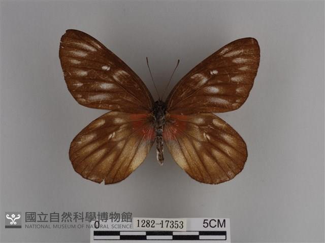 豔粉蝶藏品圖，第1張