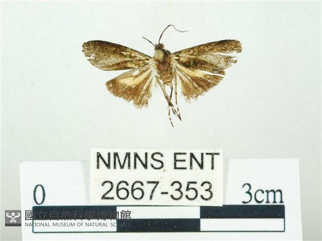 叉紋閃舞蛾藏品圖，第1張