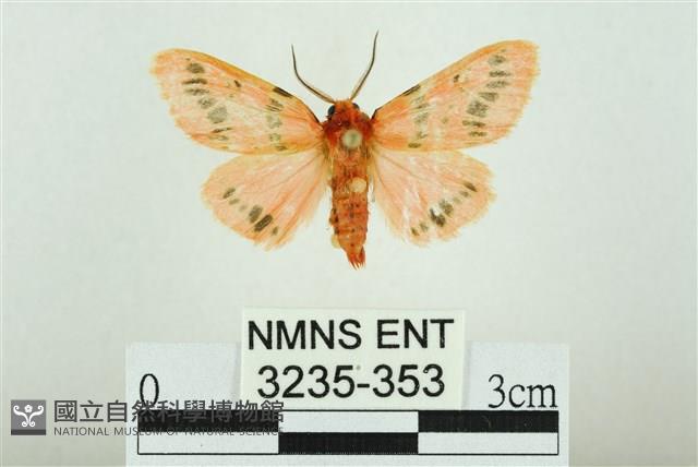 三條橙燈蛾藏品圖，第1張