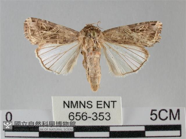 斜紋夜盜蛾藏品圖，第1張