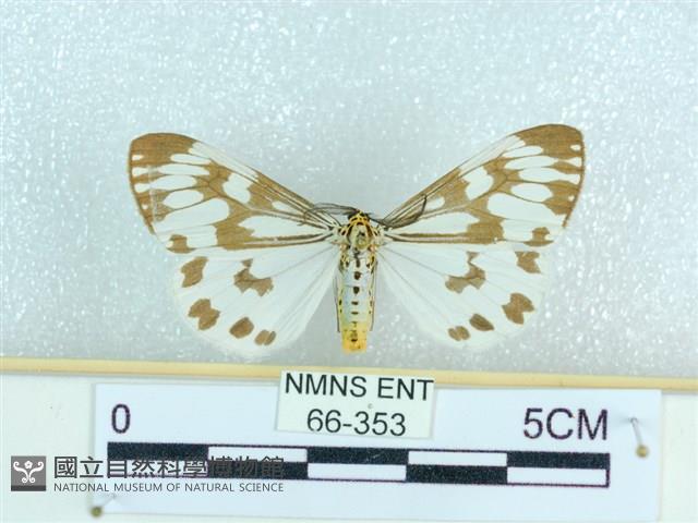 粉蝶燈蛾藏品圖，第1張