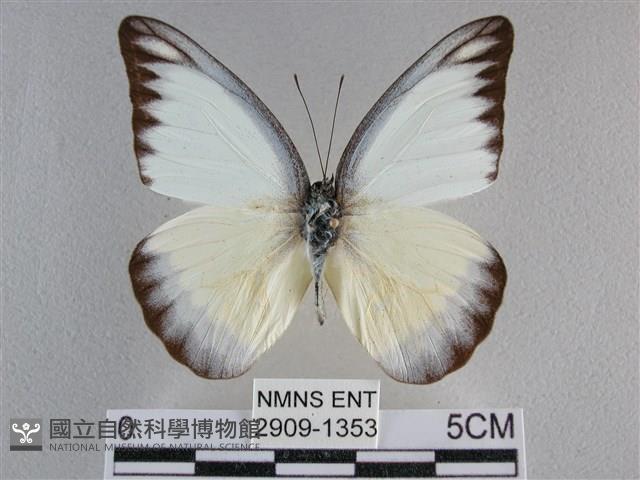 異色尖粉蝶藏品圖，第1張