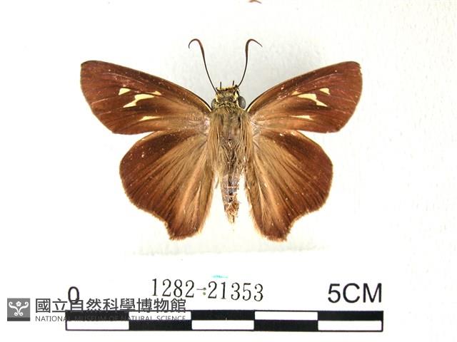 長翅弄蝶藏品圖，第1張