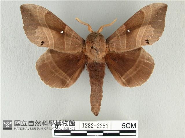 松大毛蟲藏品圖，第1張