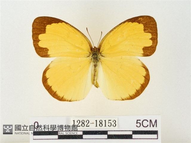 島嶼黃蝶、江崎黃蝶藏品圖，第1張