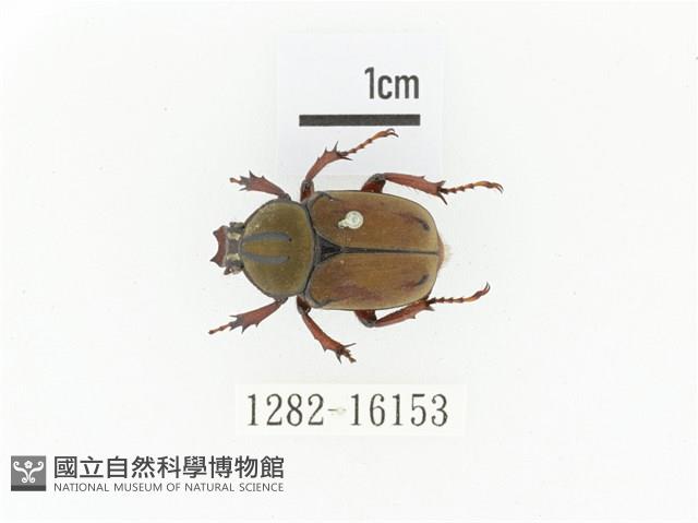 臺灣角金龜藏品圖，第1張