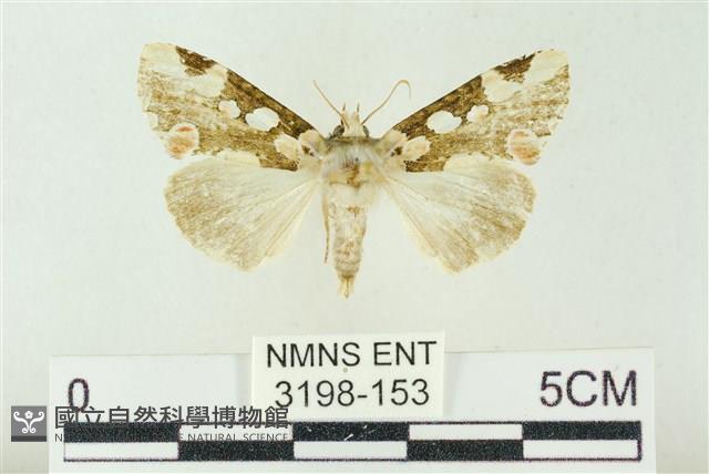 連珠波紋蛾藏品圖，第1張