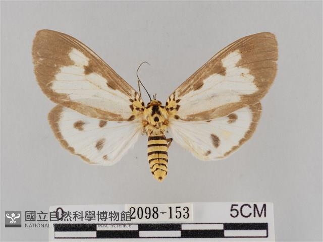 長斑擬燈蛾藏品圖，第1張