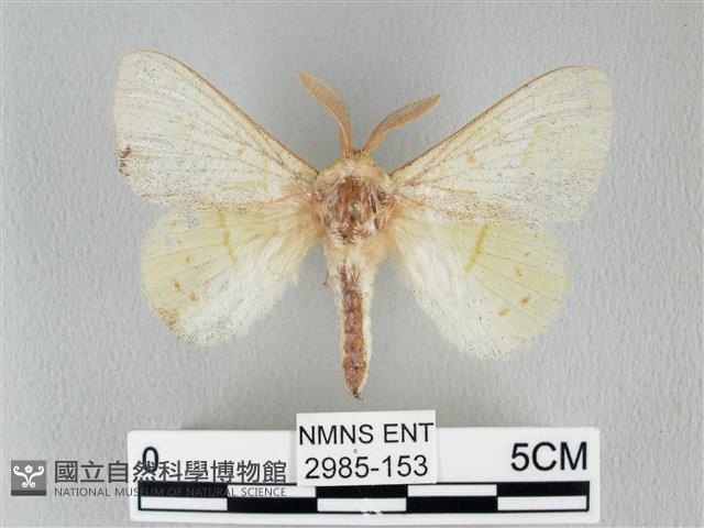 青枯葉蛾藏品圖，第1張