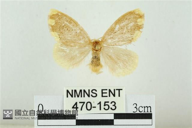 黑翅黃毒蛾藏品圖，第1張
