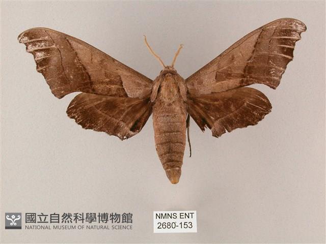 齒翅三線天蛾藏品圖，第1張