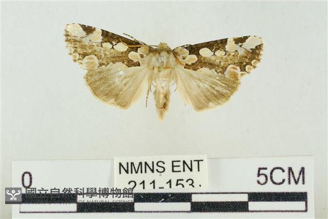 連珠波紋蛾藏品圖，第1張