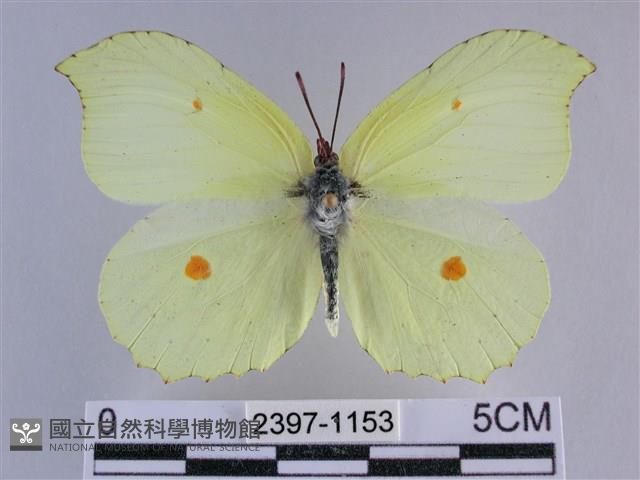 臺灣鉤粉蝶藏品圖，第1張